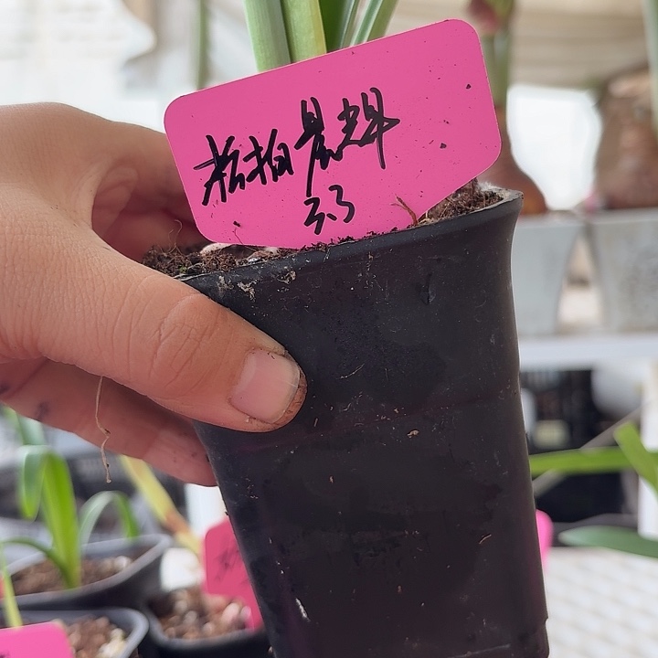 无花朵松柏辰辉朱顶红直径3.3