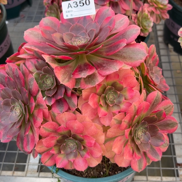 350雨荷20厘米左右