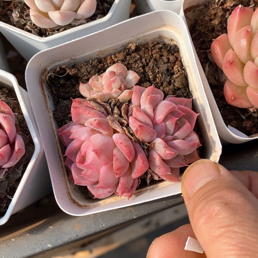 精品多肉一物一拍不包整74