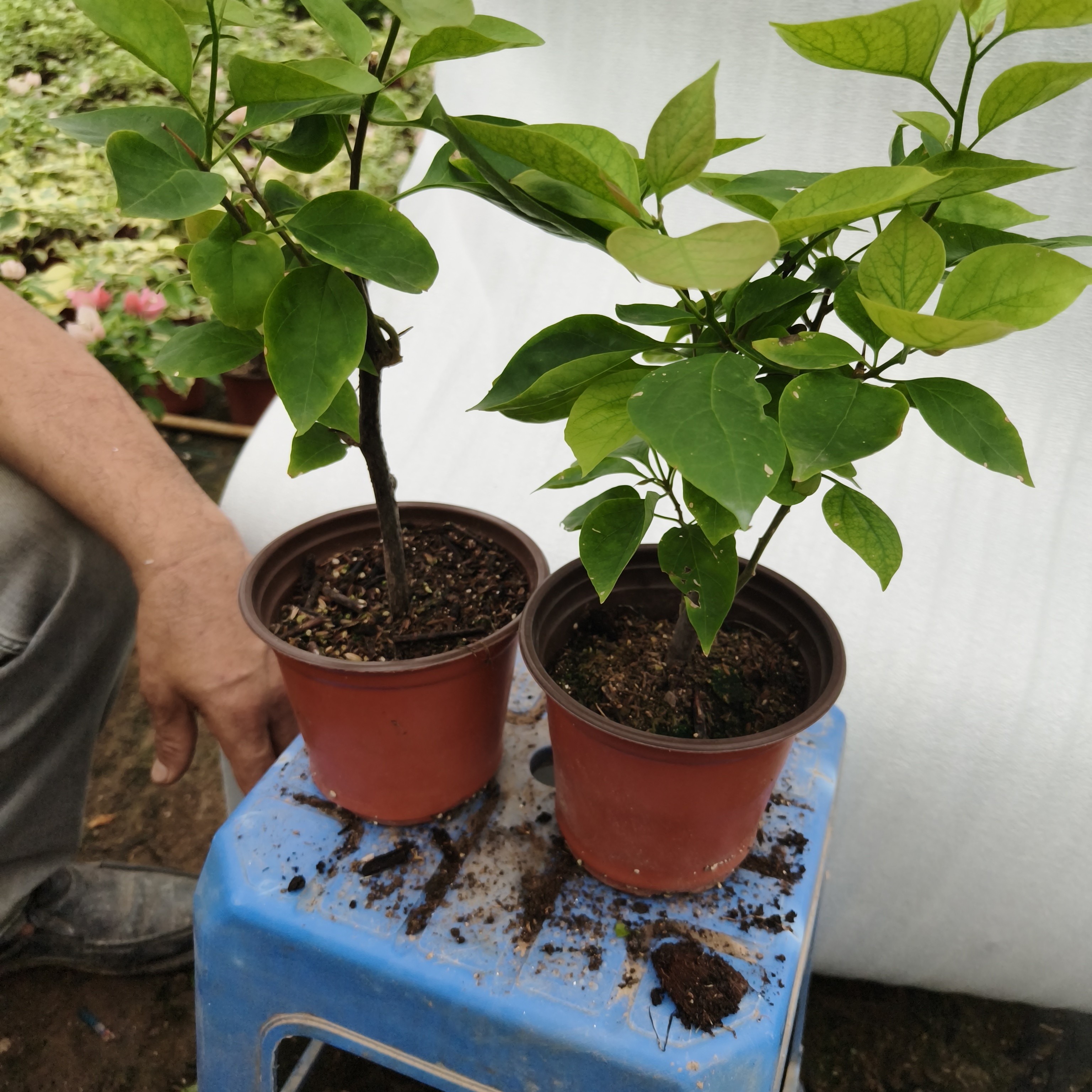 双色PP软塑料花盆家庭园艺适用多肉育苗简易花盆