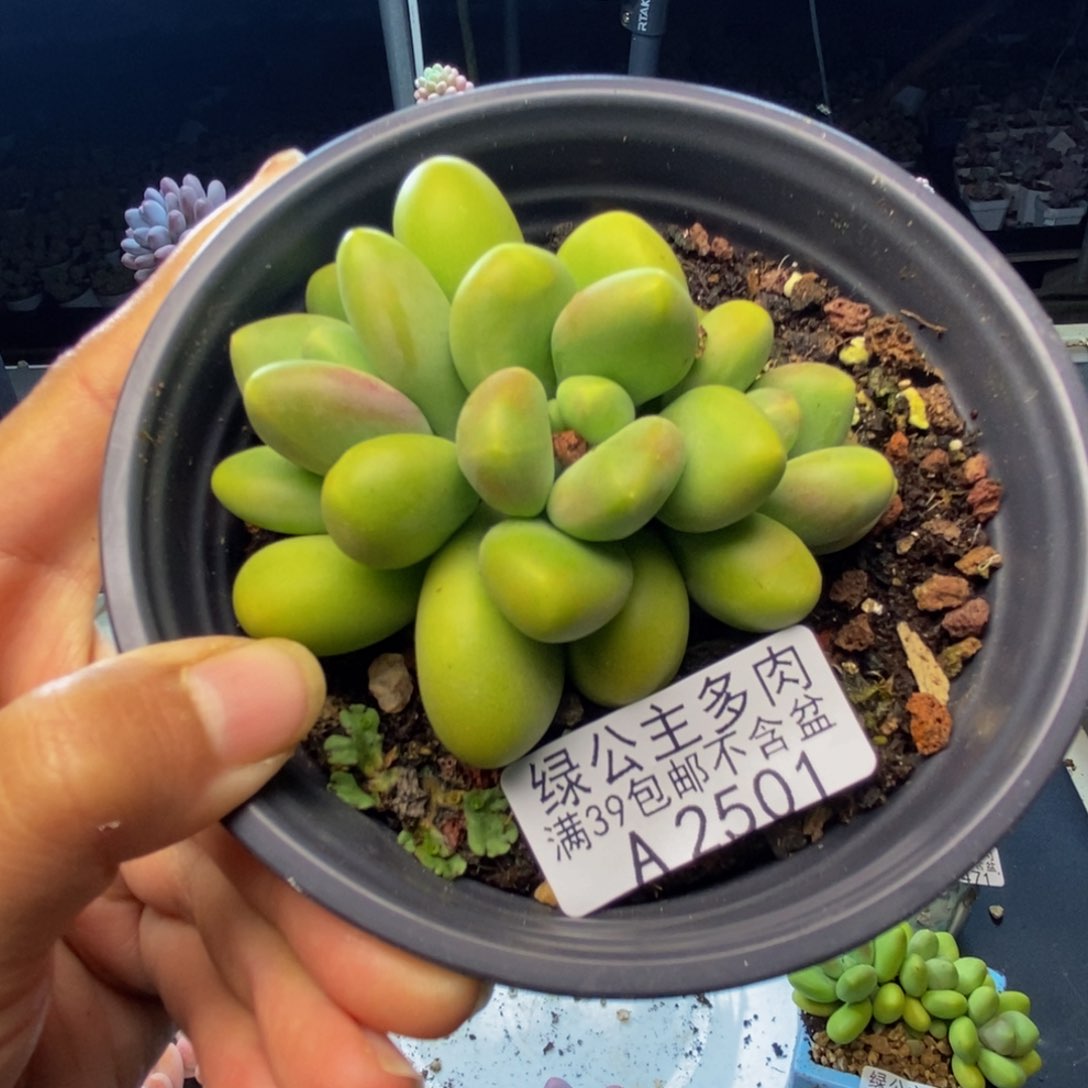 501芒果奶kk奶多肉7c m