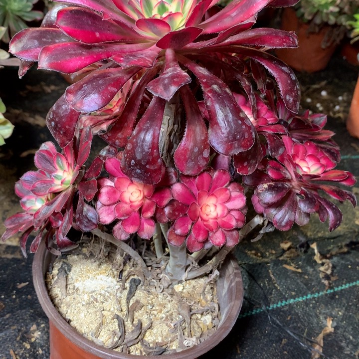 魅****密495多肉植物一物一拍