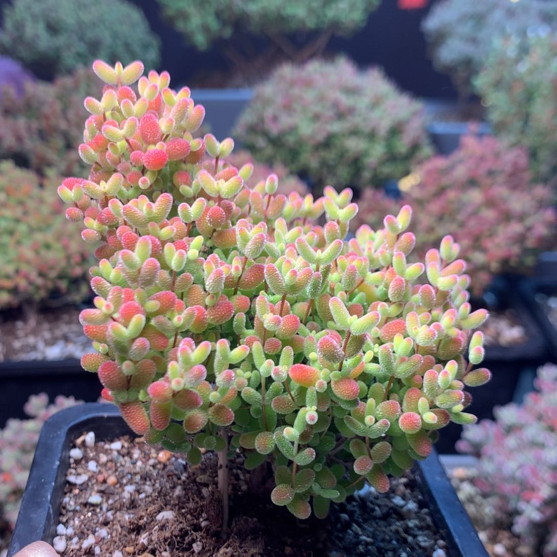 105蜜橘糖球。        