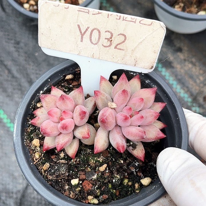 故***肉我是你的小可爱啊我的大