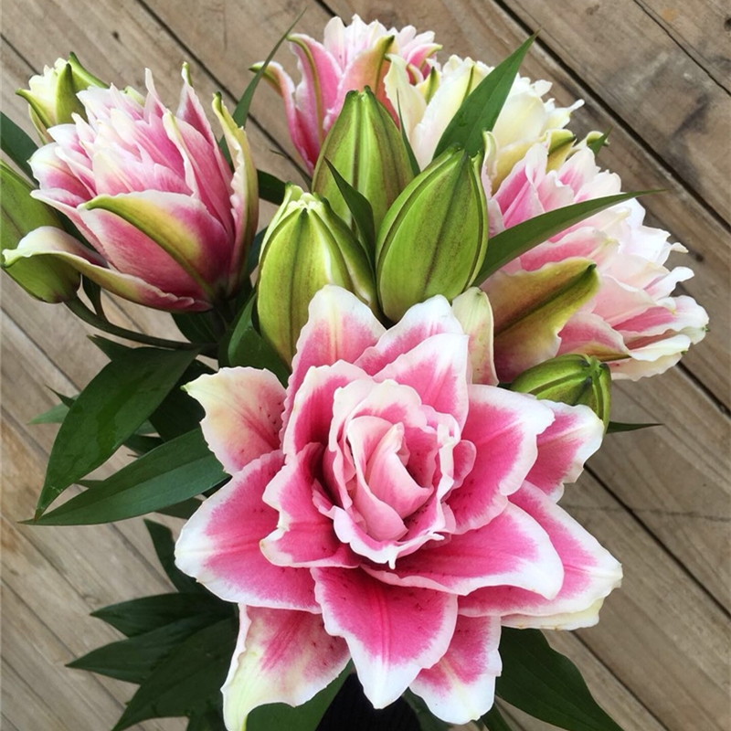 粉重瓣香水百合云南昆明基地直发同城速递玫瑰发货包邮节家庭插花