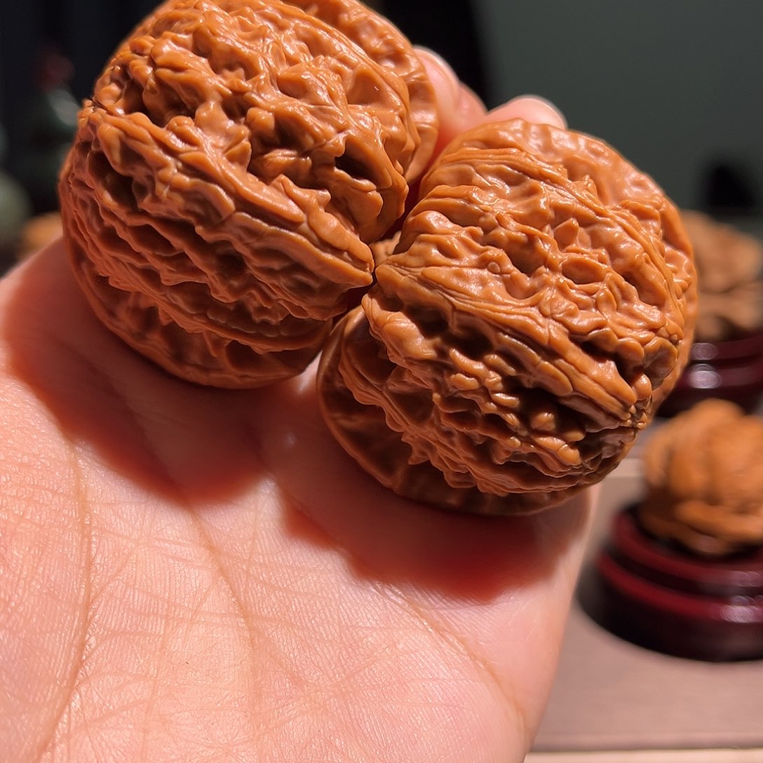 核桃46尺寸精品白狮子