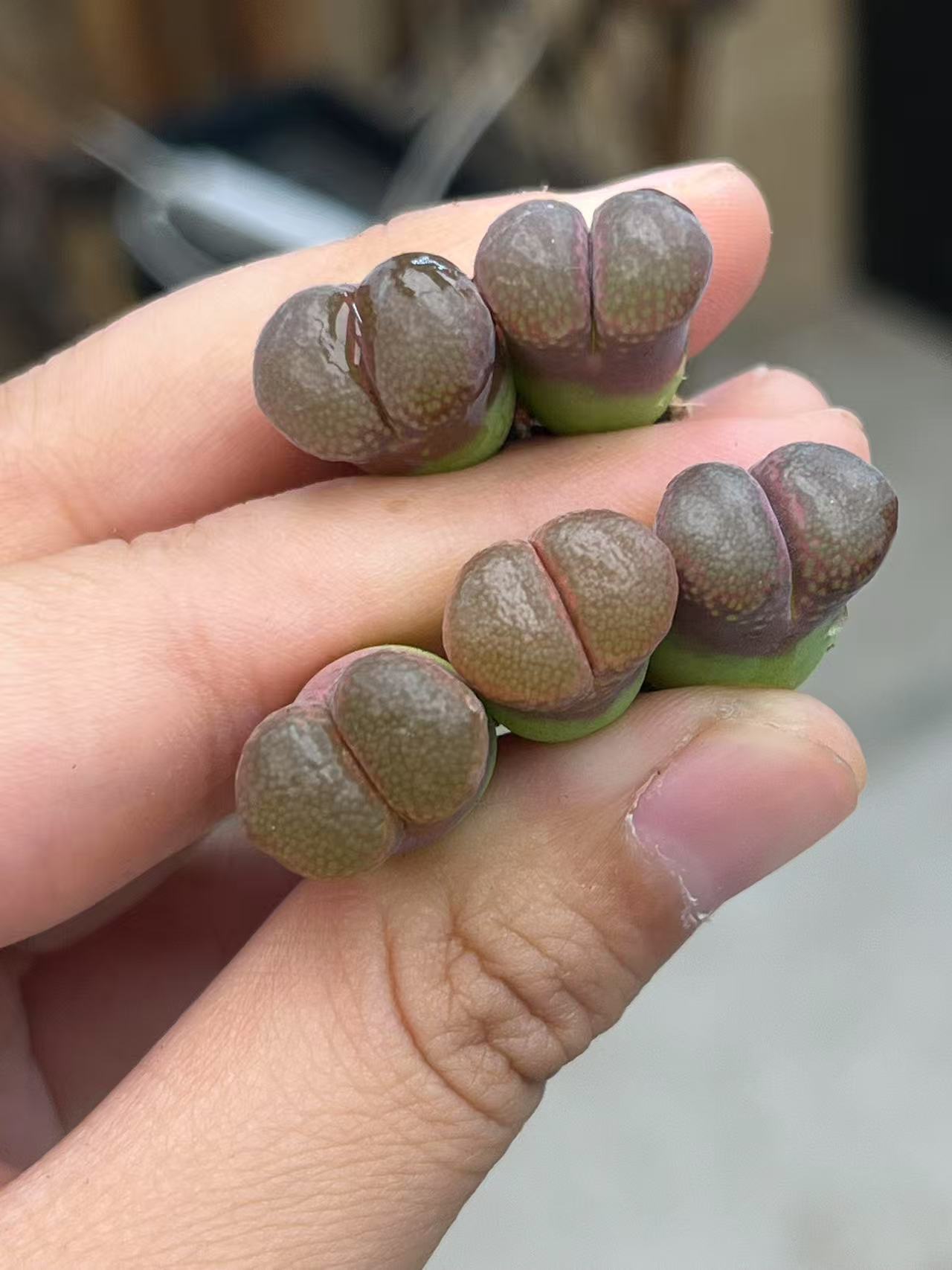 482多肉植物肉锥优选大型红一颗