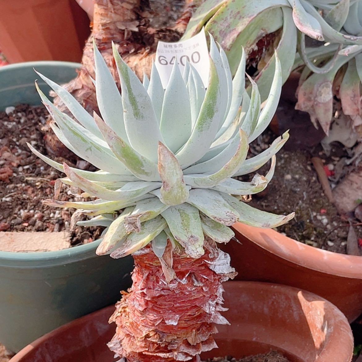 【闪购商品】雪山仙女杯