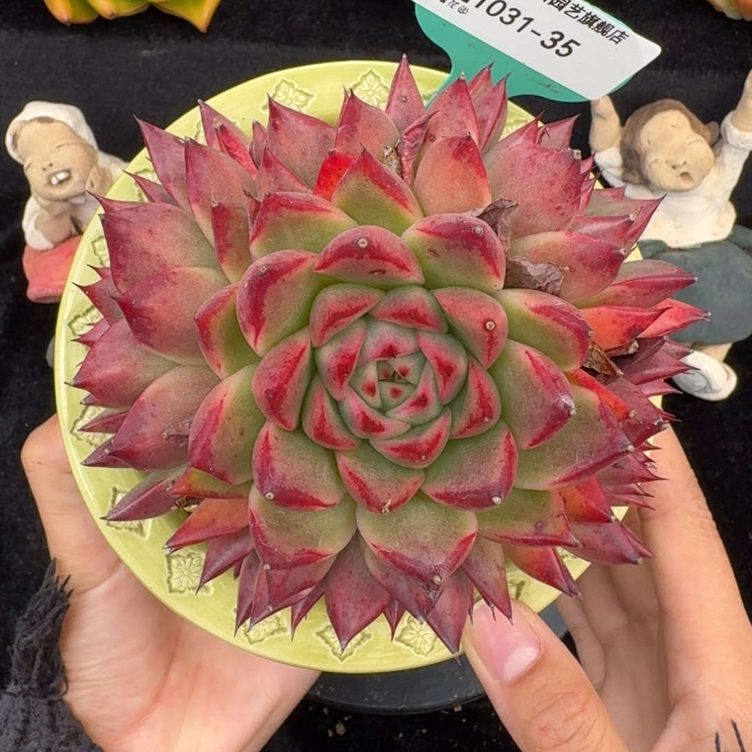 从前慢多肉精选编号1031.35