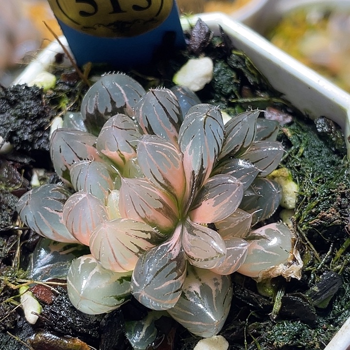 515双头完美霓虹灯锦