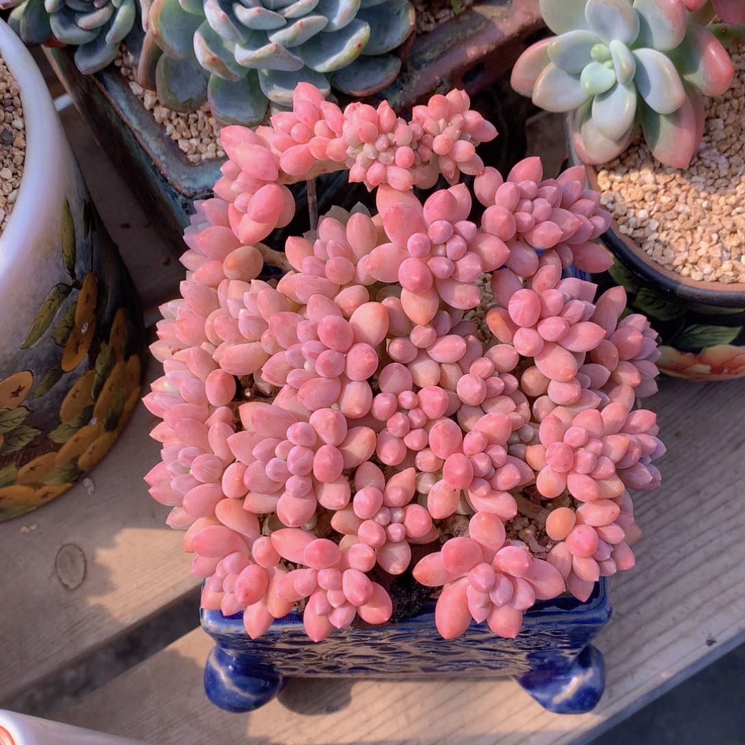 精品星带露缀小精品