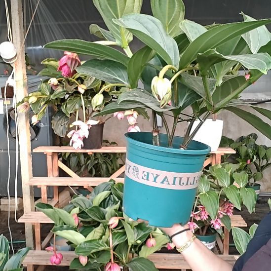 无花朵宝莲灯花基地发