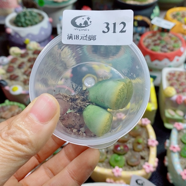 兰****生石花花花花花花花312