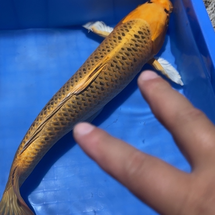 海水鱼赤目芒果金松叶