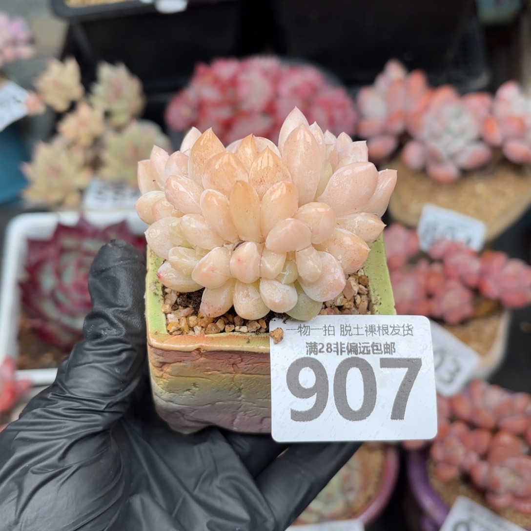 阮玲玉整群无盆土发货