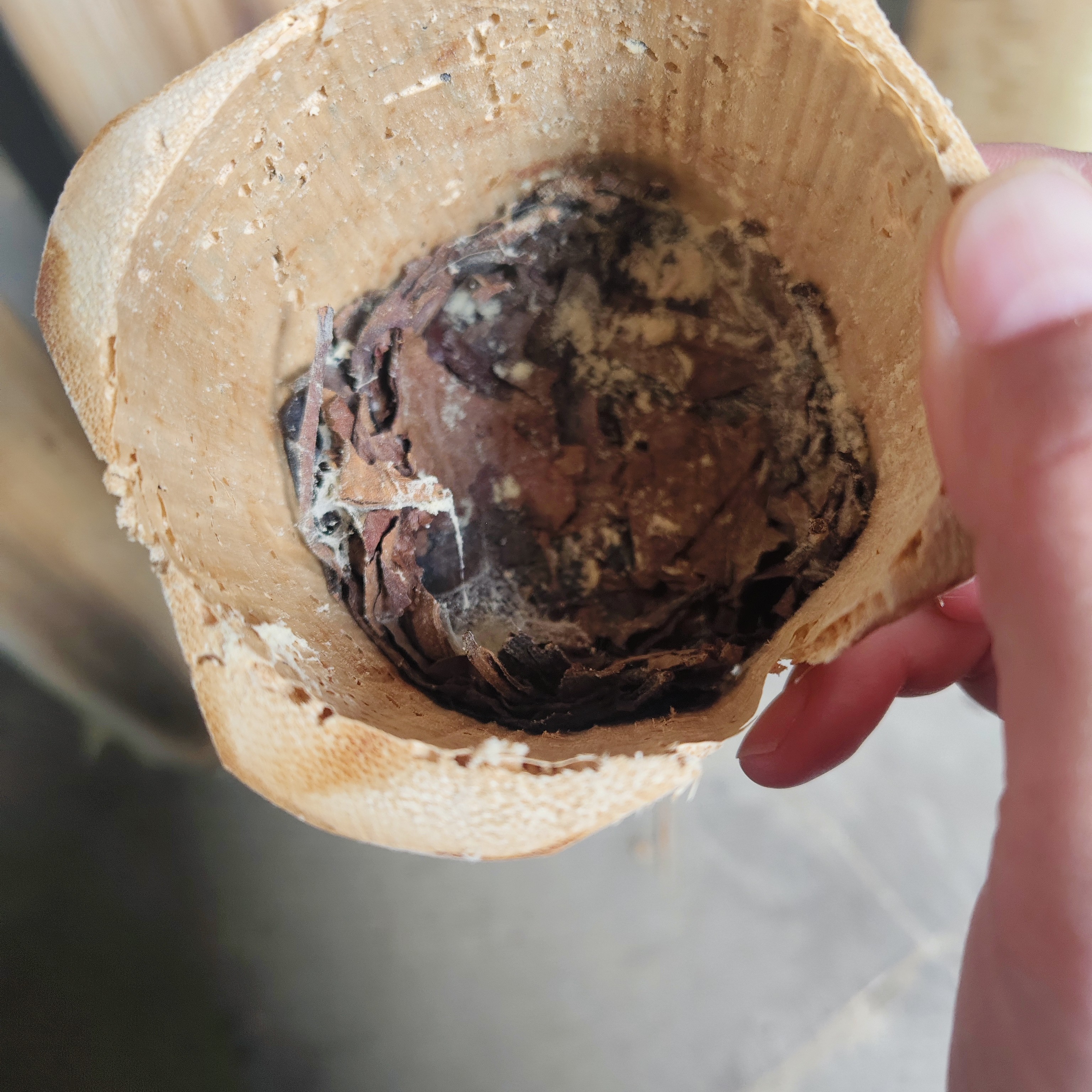 云南土特产，，，竹干货链接