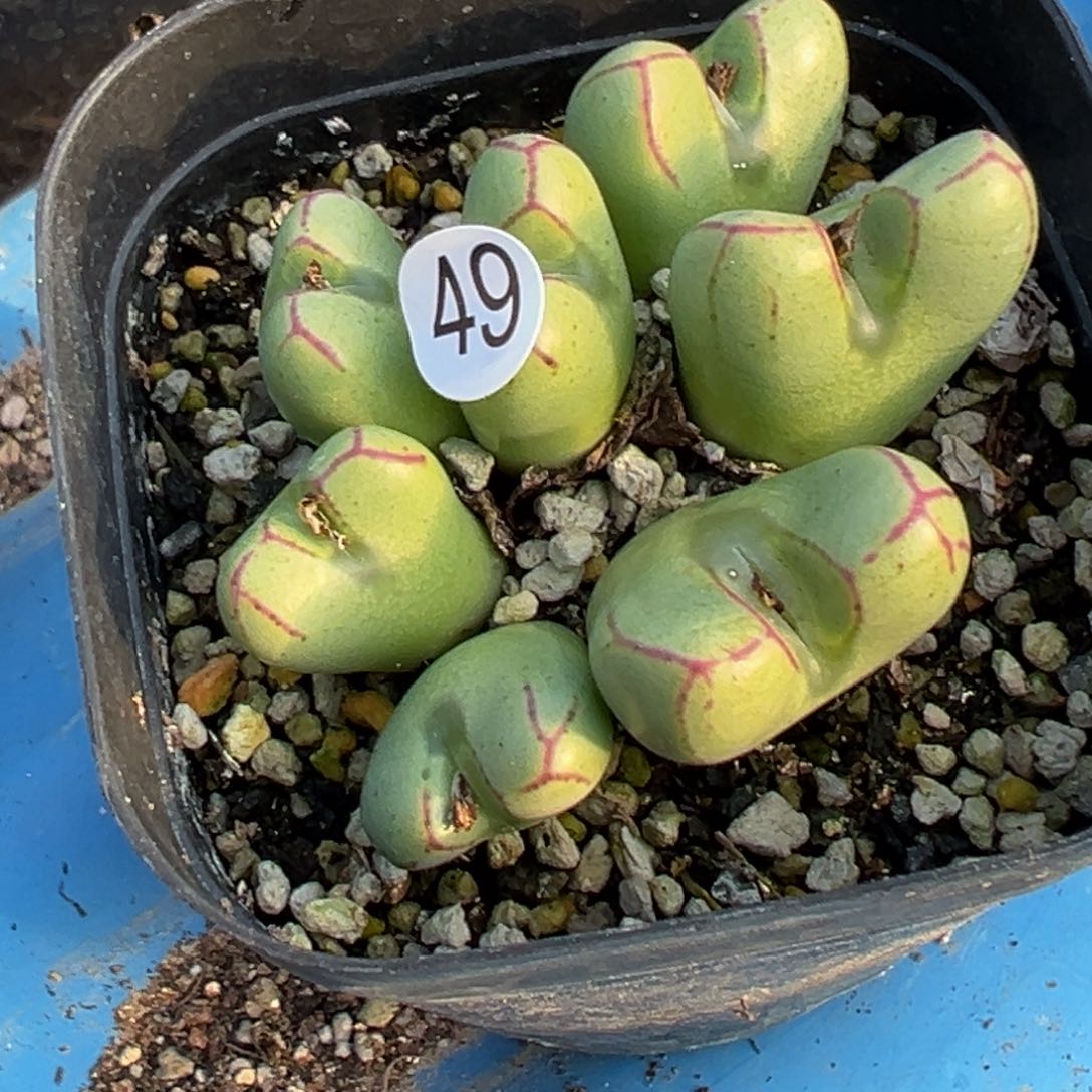 多肉植物111111111111