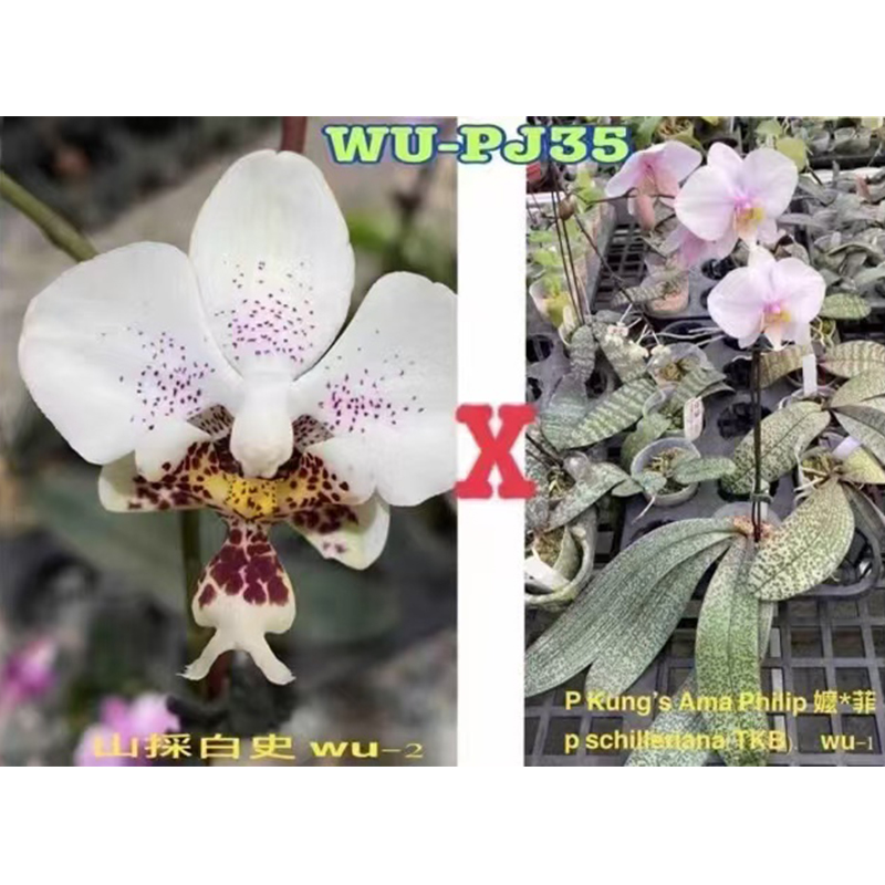 1.7寸 山採白史交（阿嫲交菲律宾交TKB西）-苗 蝴蝶兰 原生趣味兰