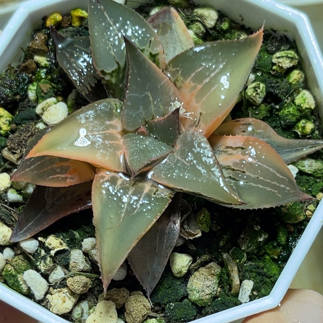 恭喜发财大吉大利526