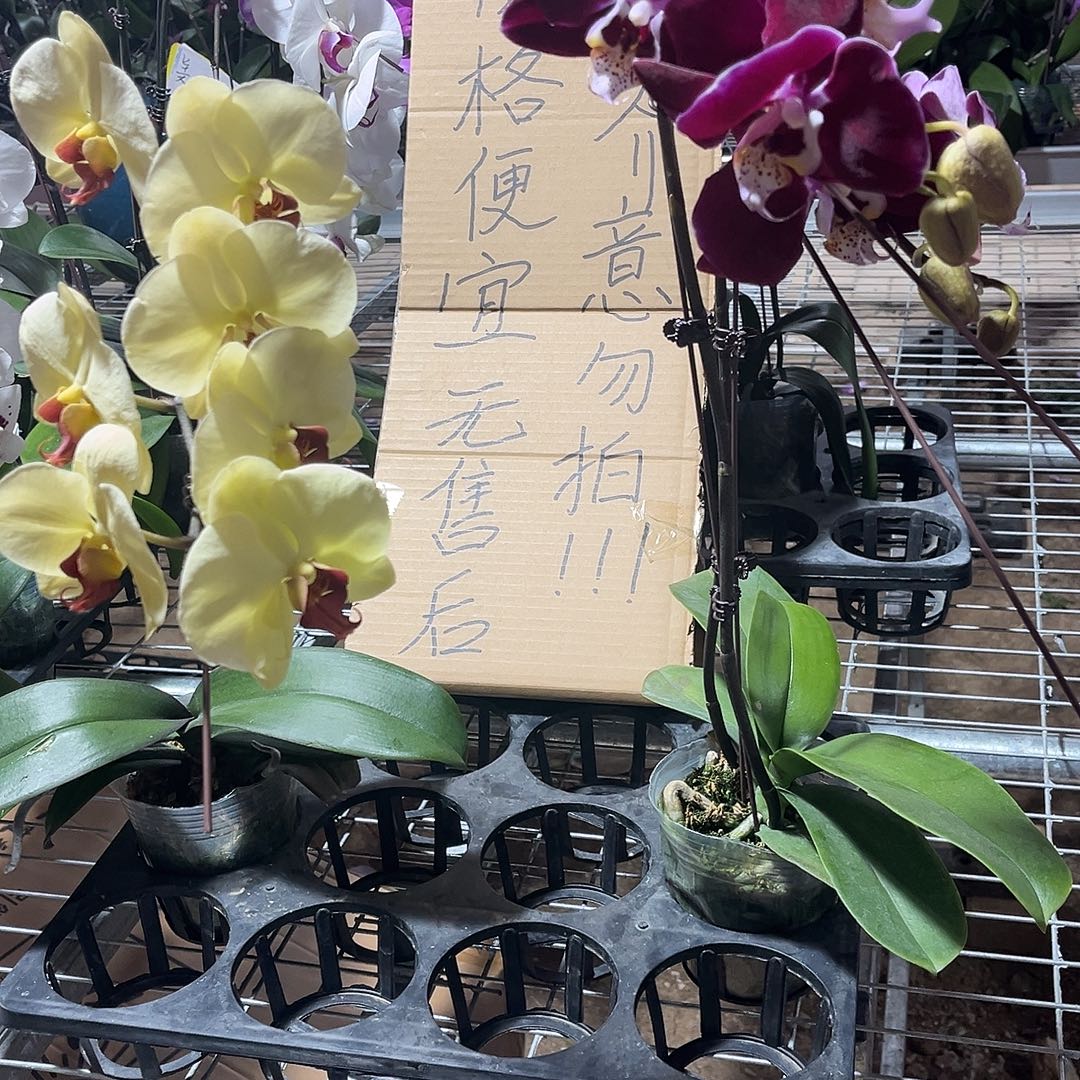 ****糖完全开放蝴蝶兰 不售后