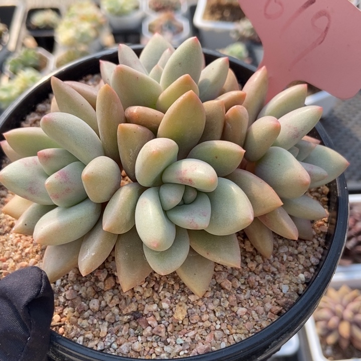 619桃花源多肉植物保护