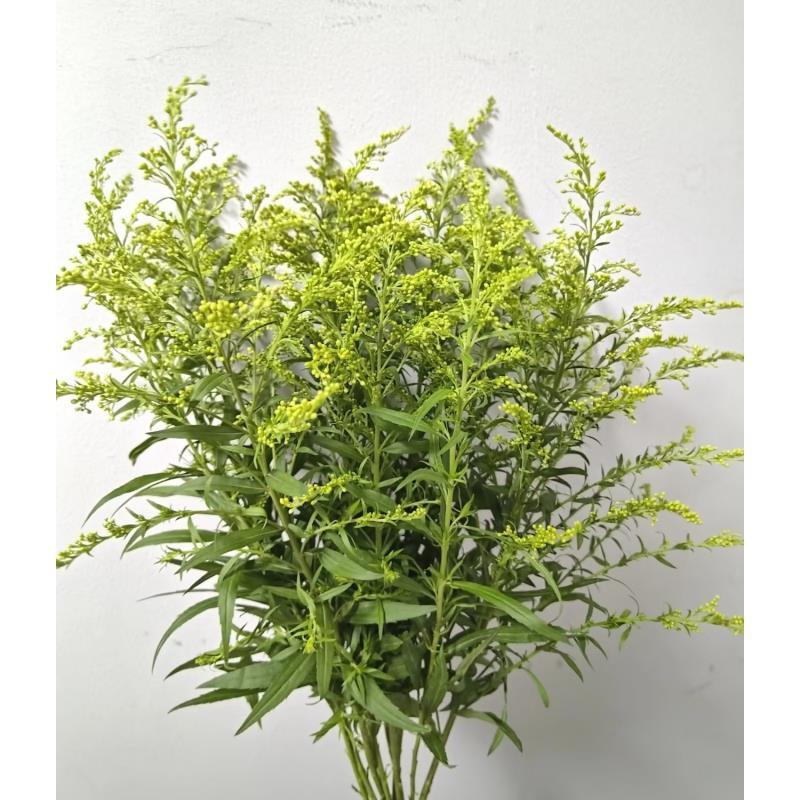 x《随机配草》雪姐专属 一单中通两单升级顺丰/德邦+保鲜剂5包+配草