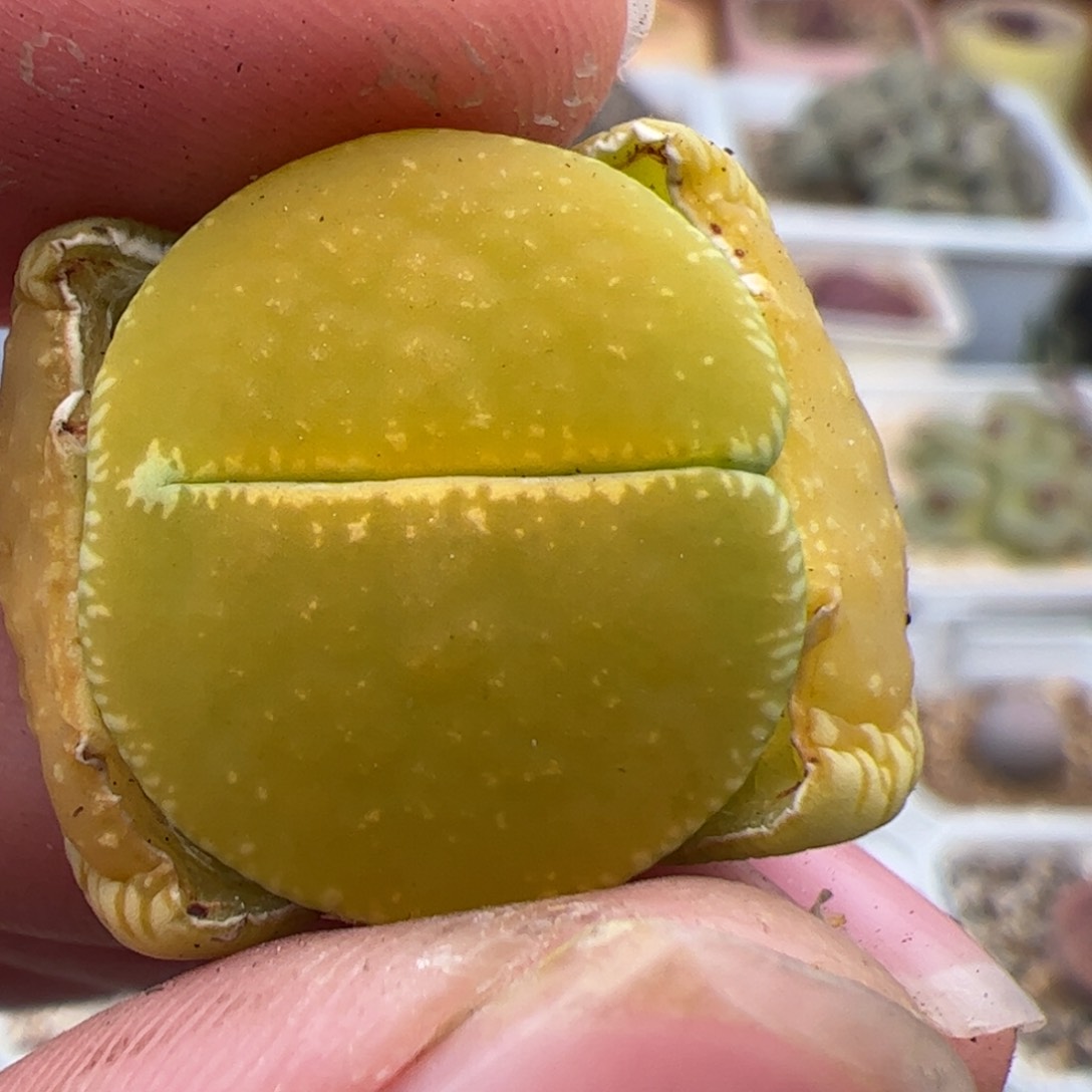 0377号绿光阳 多肉植物