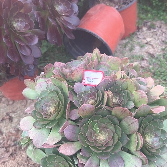 多肉植物万圣节42号不包损