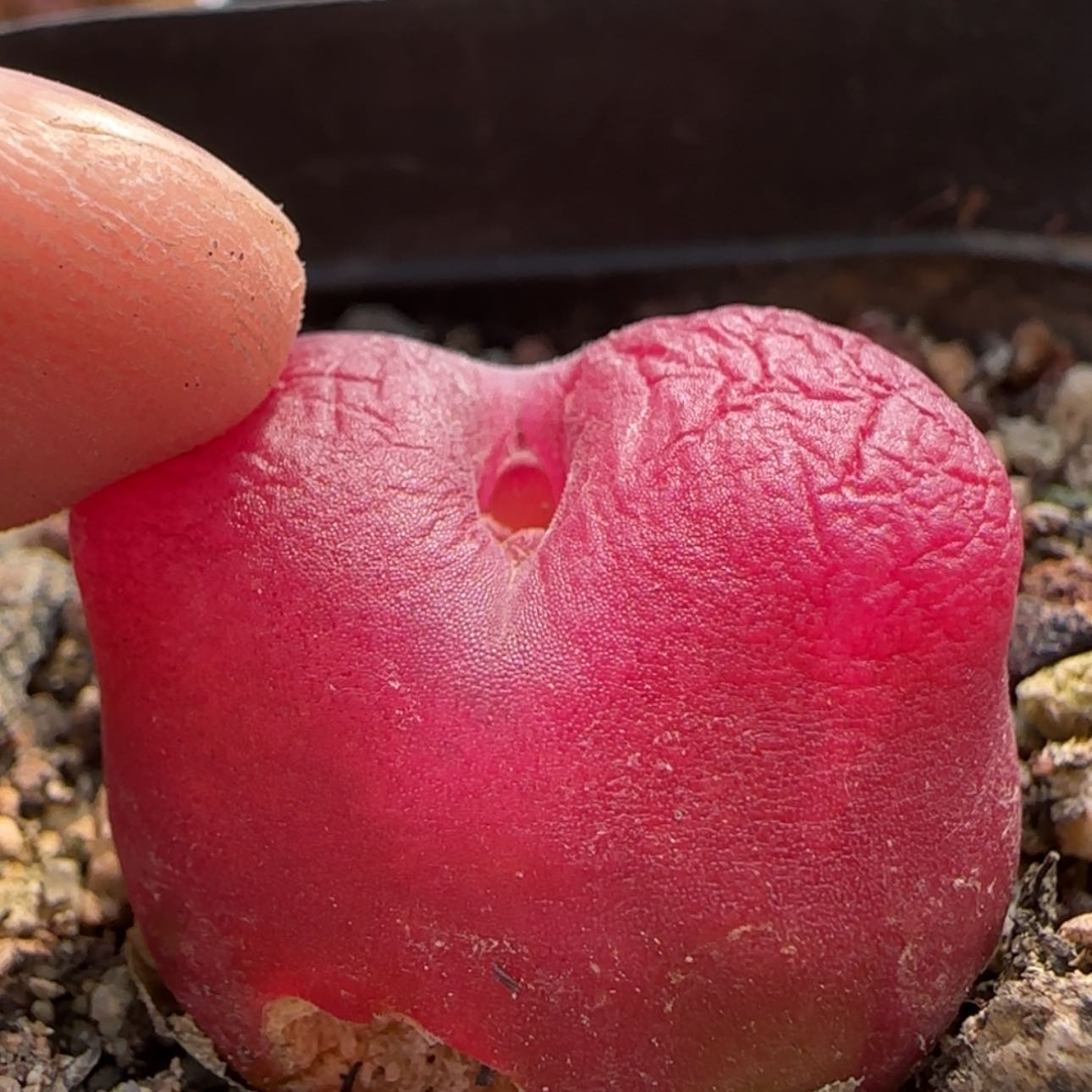 【闪购商品】7980疤