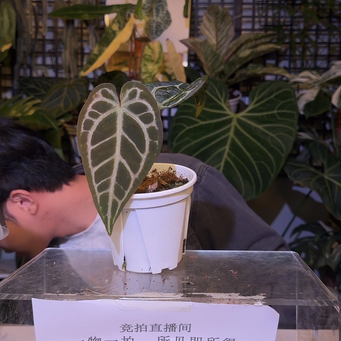 完全开放F651 银骑士杂超级黑桐