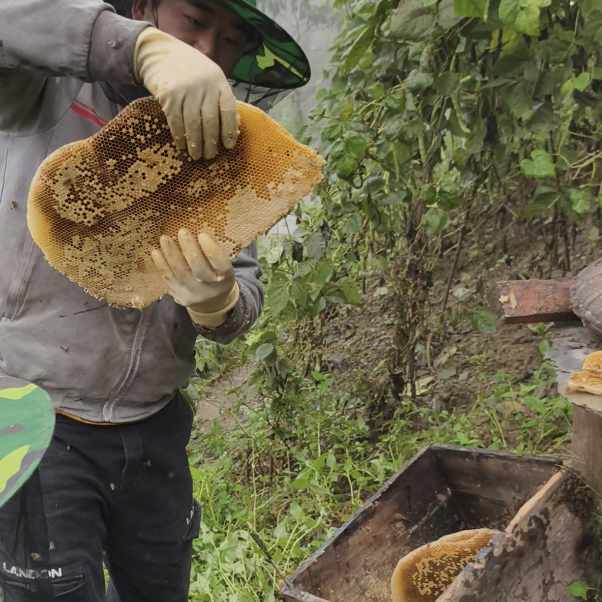 陕西岚皋深山蜂巢蜜正宗农家土蜂蜜百花蜜纯正无添加一年取一次