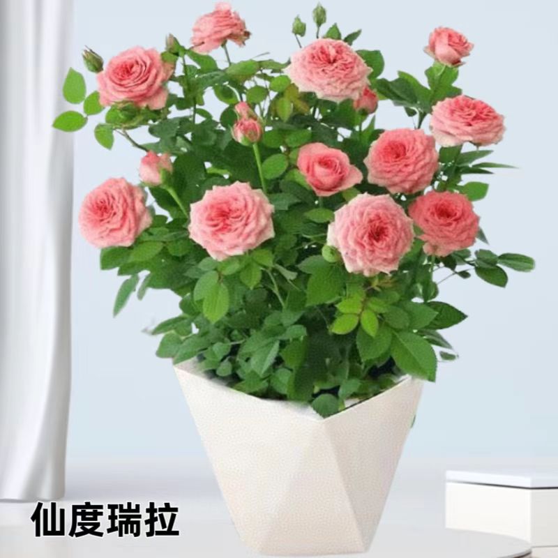 带花苞【仙度瑞拉】欧洲玫瑰月季粉色盆栽 (菱形盆带土基地发)