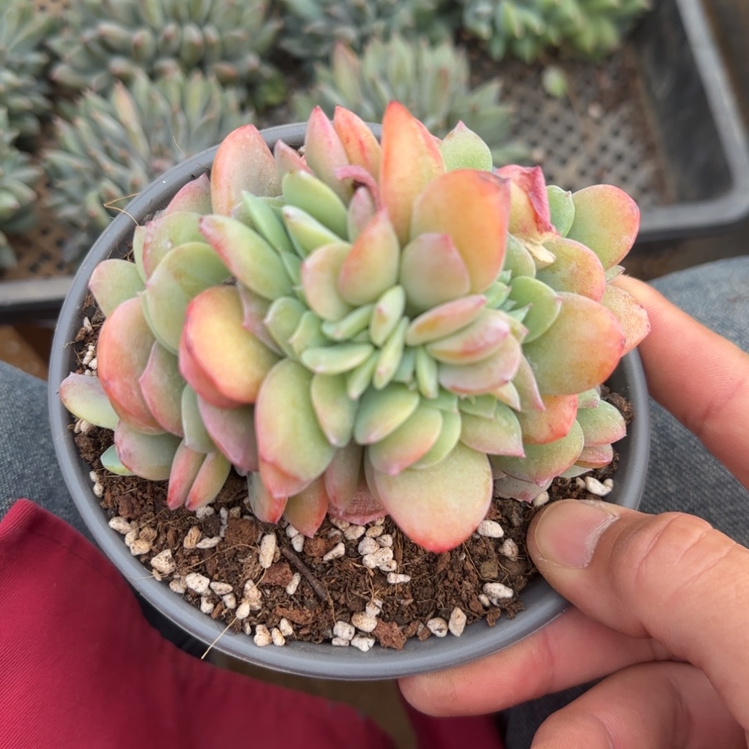 白凤缀化五十包邮