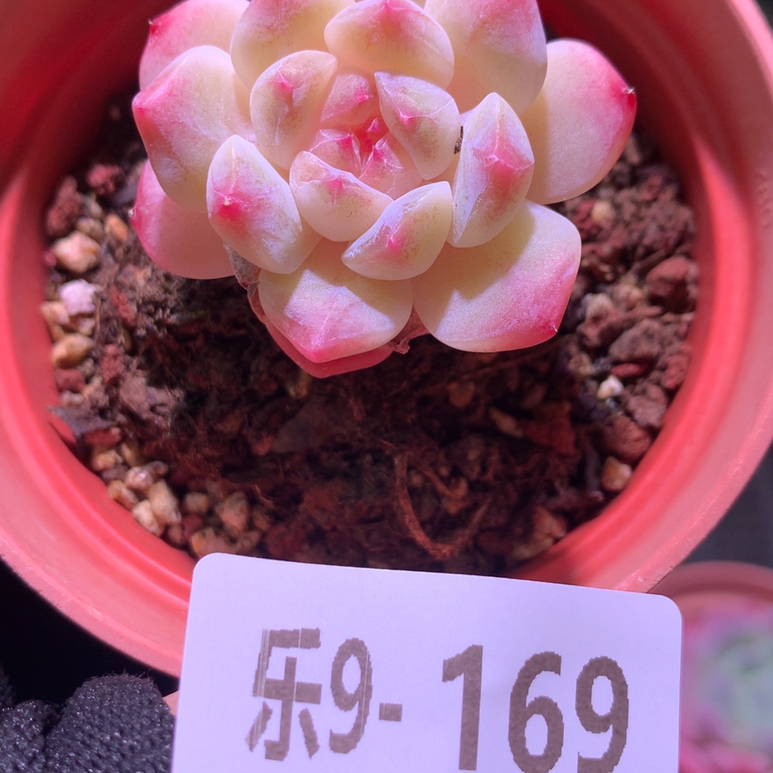 乐然 9-169 秘境冰魄 单头