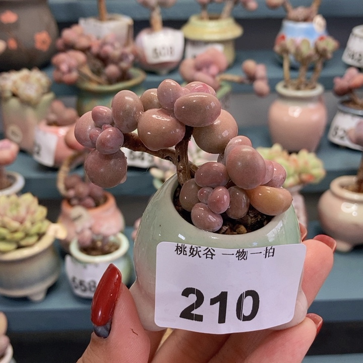 210糖果腰子蛋带盆土发货