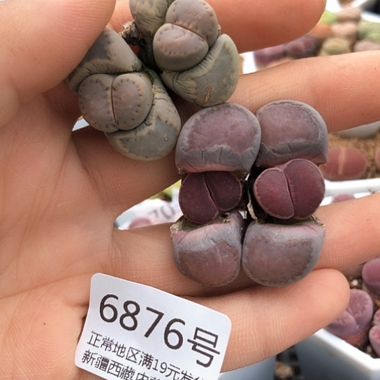 6876，两颗双头净窗饼干紫色有点徒