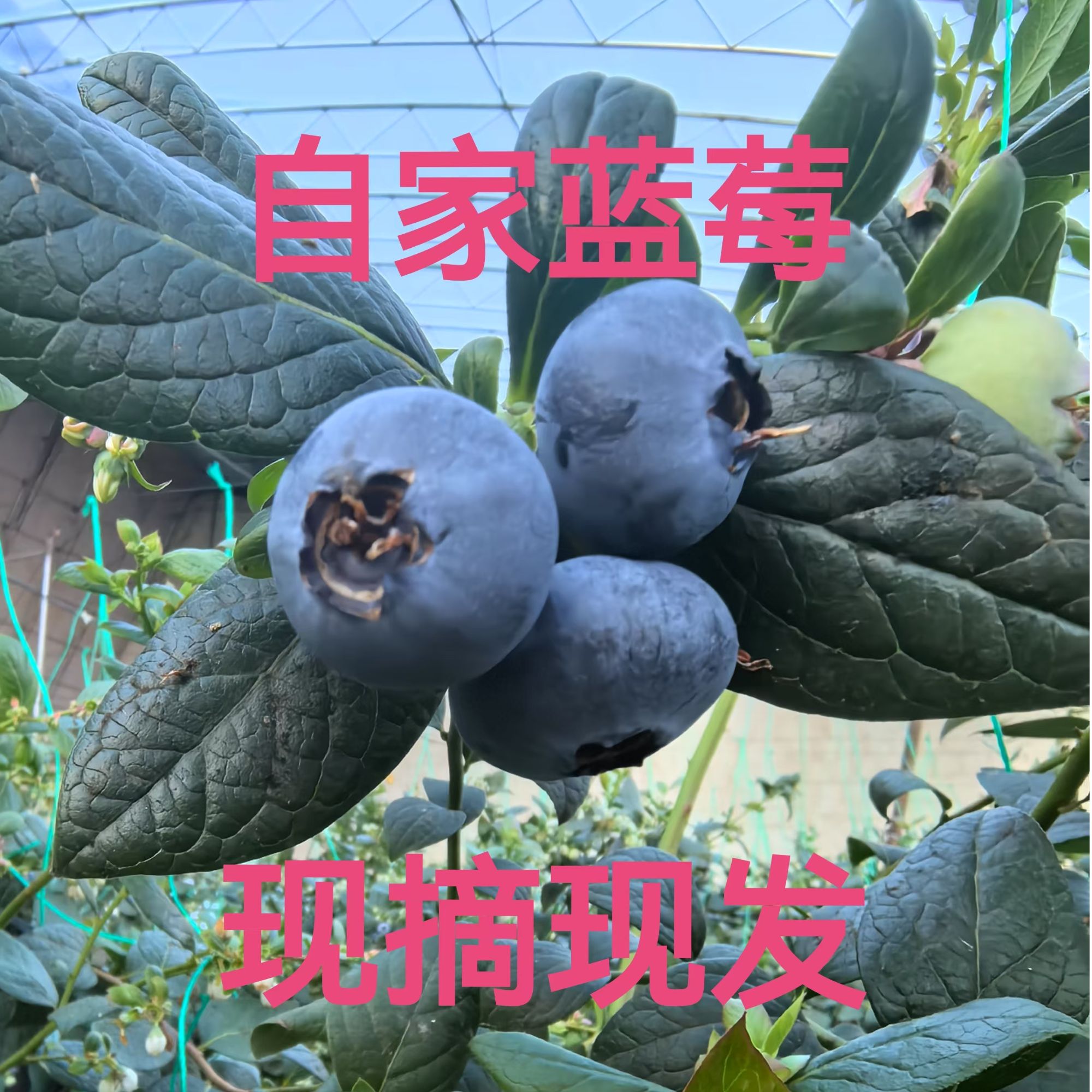 自家F6（C1）蓝莓，现摘现发，顺丰快递，1单也是批价（省外拍）