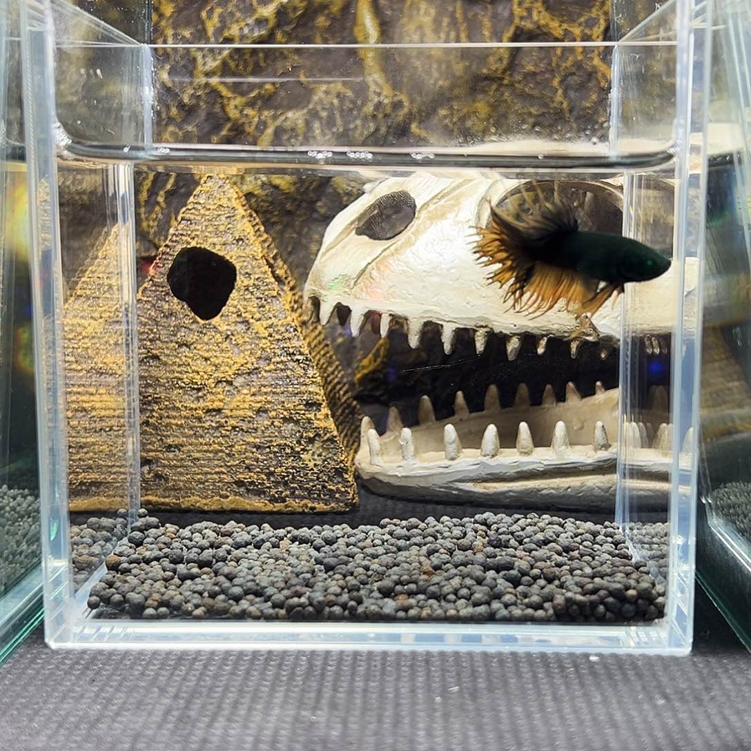 斗鱼精品精品精品精品