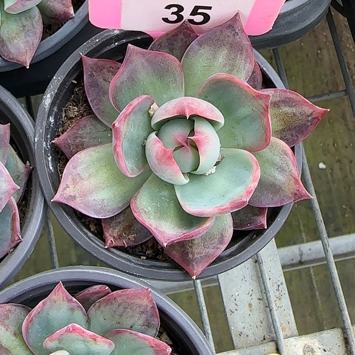 ****锦35 惊鸿仙子多肉植物6-9cm