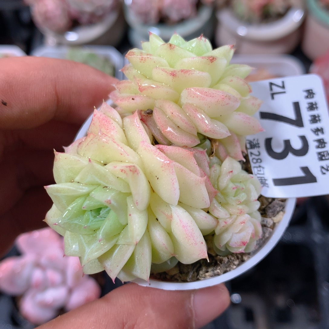 5CM拇指盆精控多肉ZL731