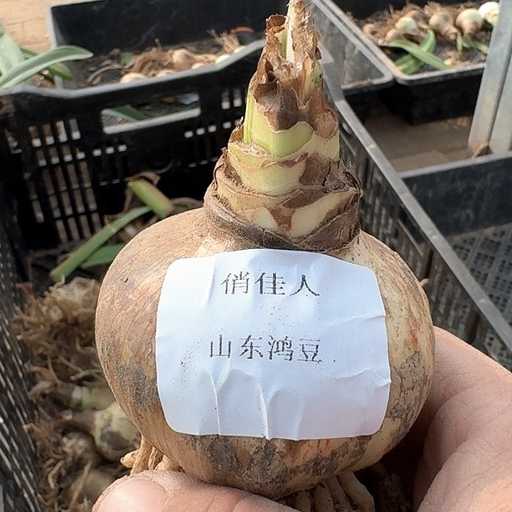 当前无花朵，栽培后可花朵苑*梅俏佳人
