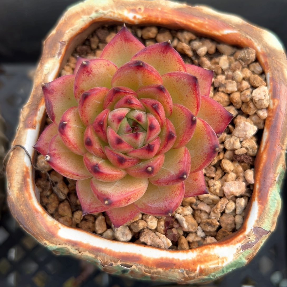 月亮石（满38包邮）多肉