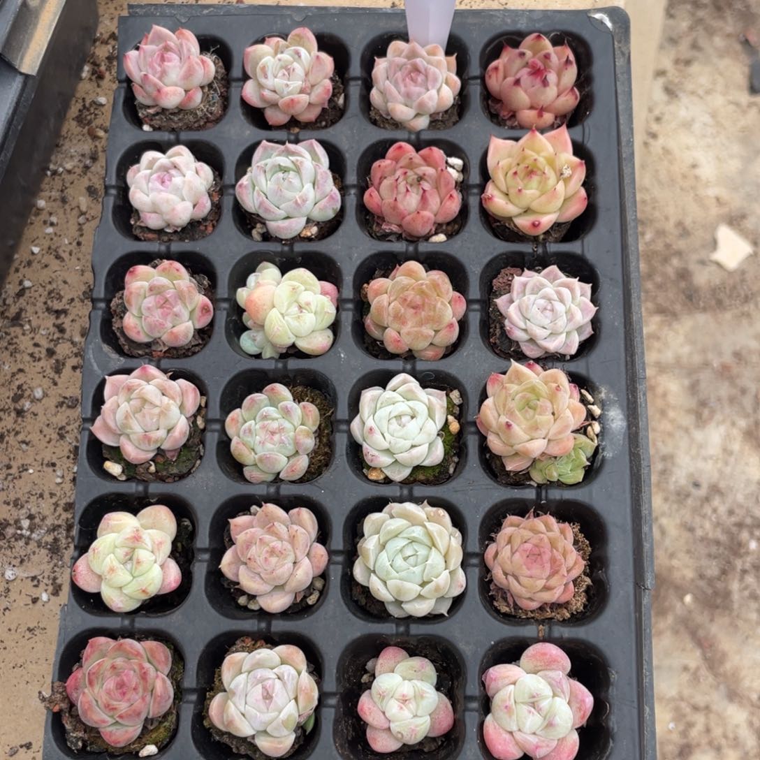 不包整散 盆子不售后2552