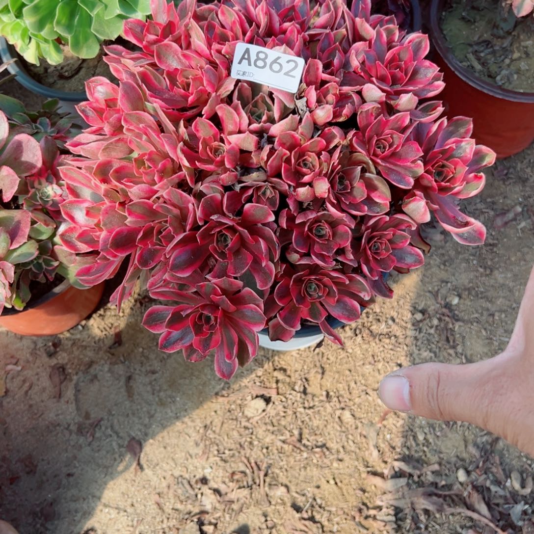 862女妖多肉植物法师