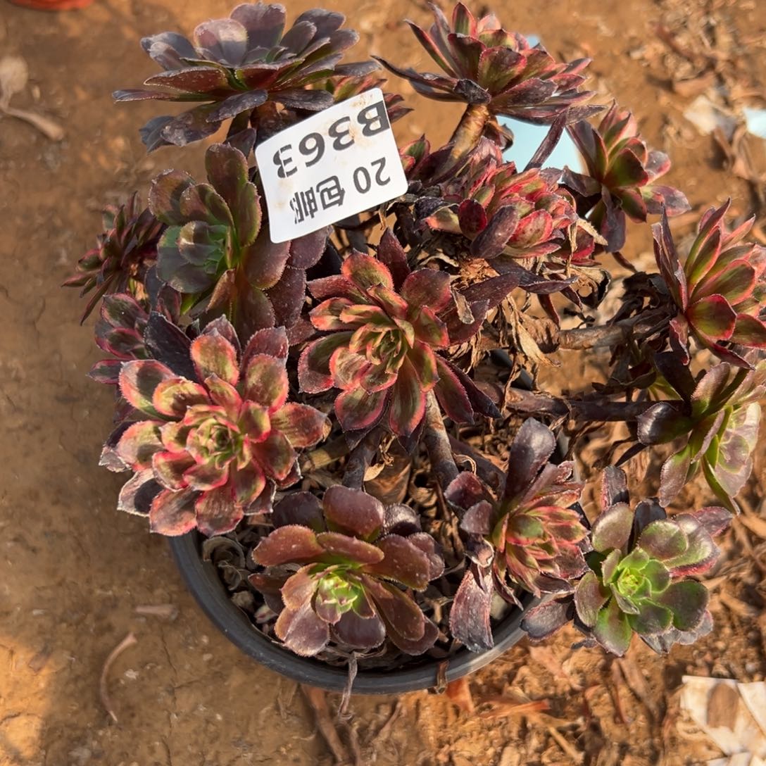 363紫霞，处理满20包邮