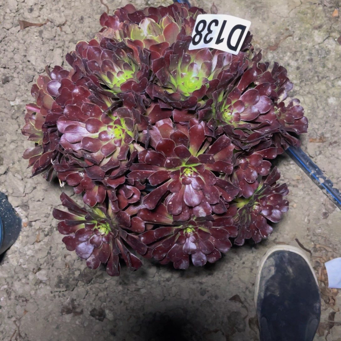 梅花法师26///22包邮