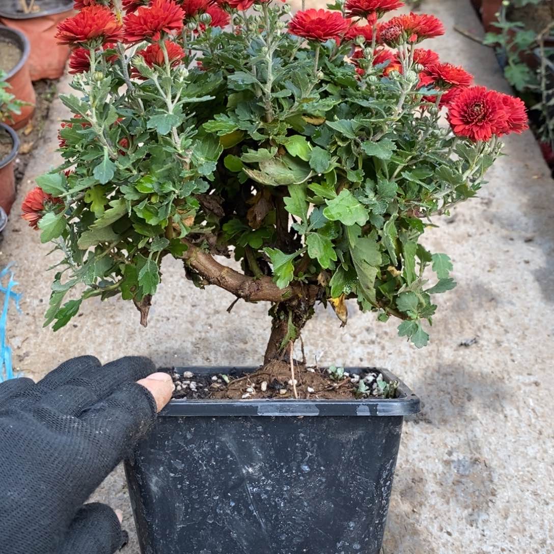 小***豆无花朵盆景盆景盆景