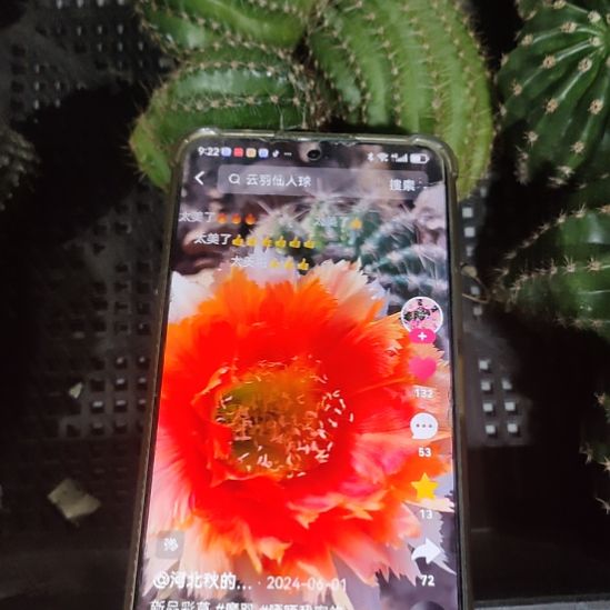 仙人球彩草魔羽侧芽