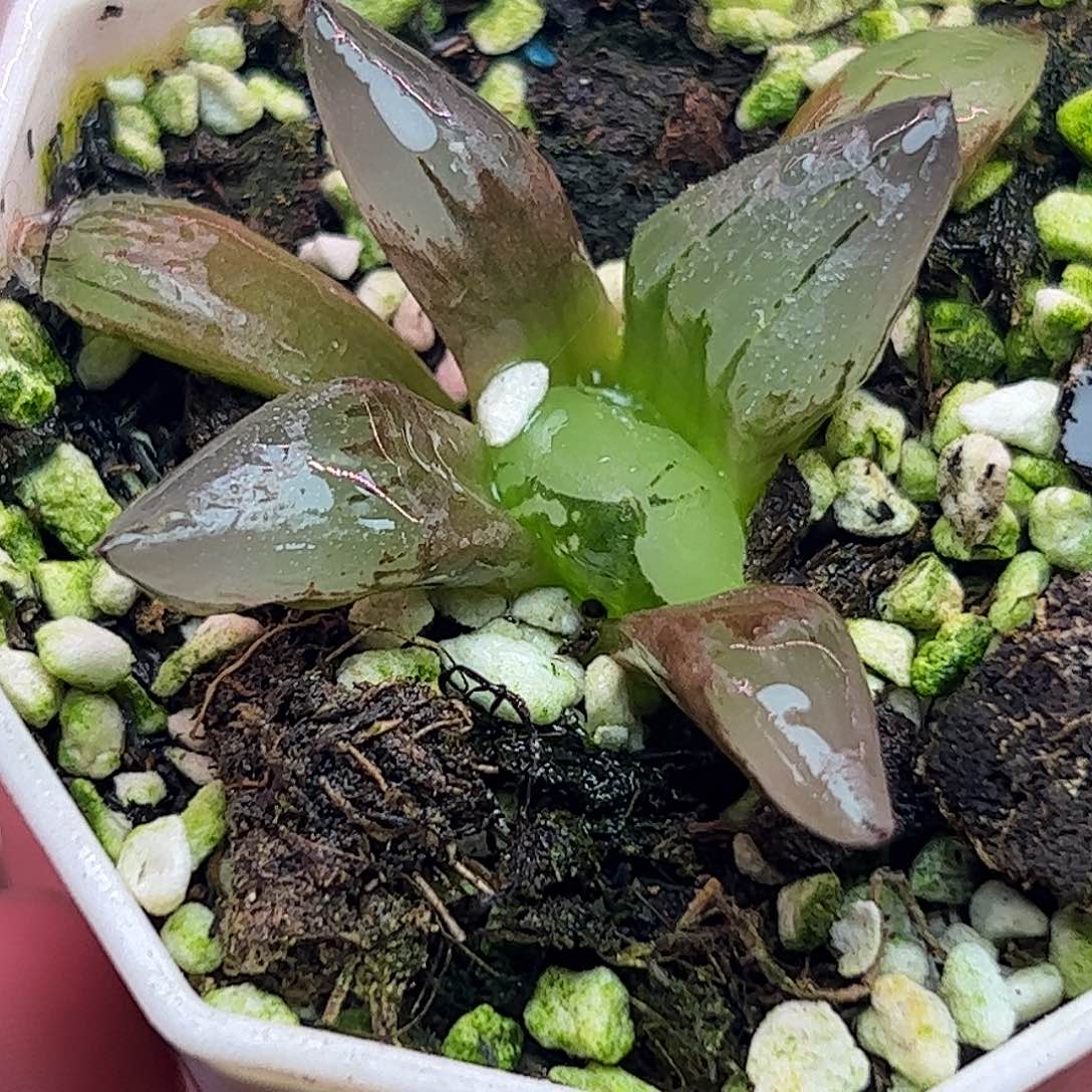 冰鸾玉十二卷多肉植物