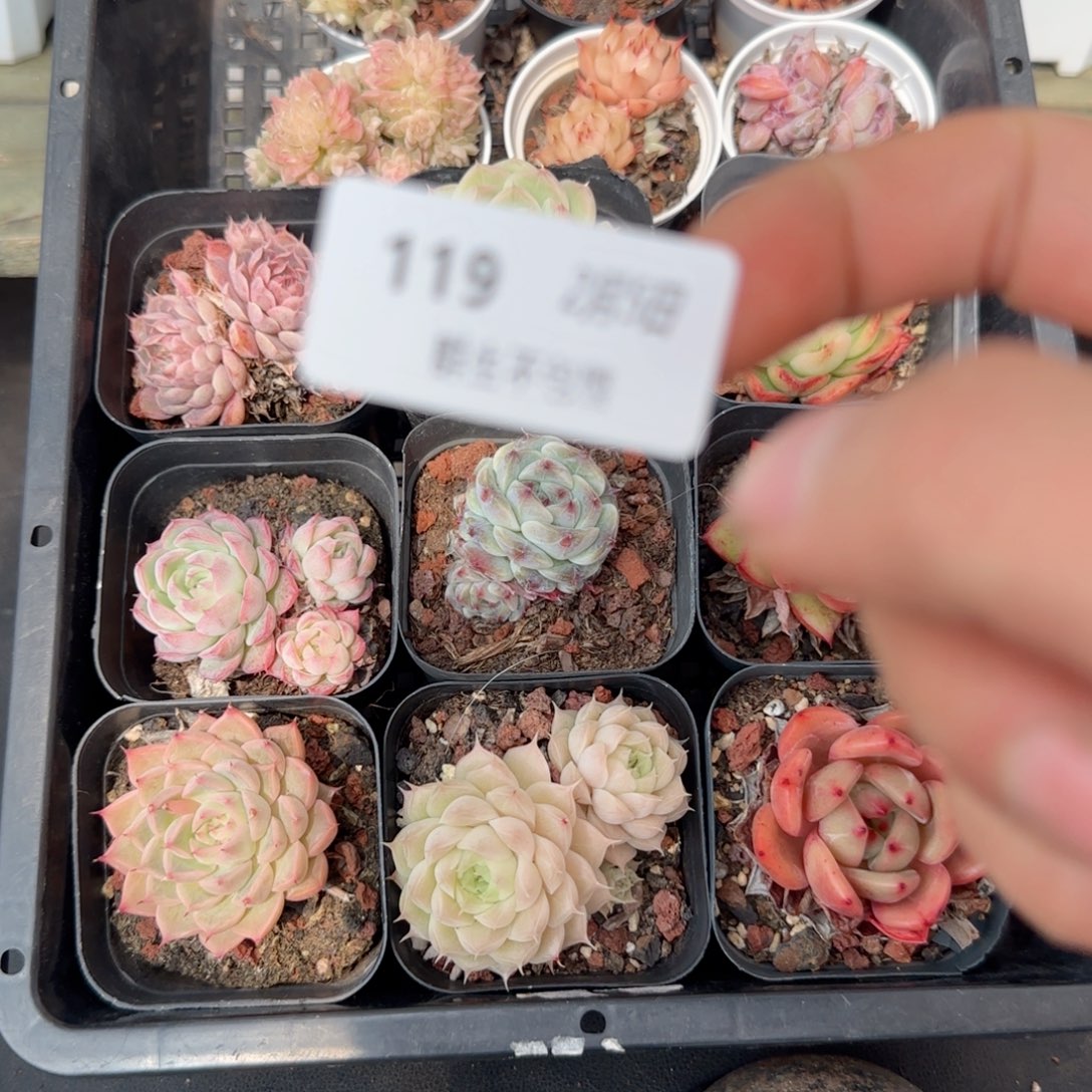 框拍框拍0205-119